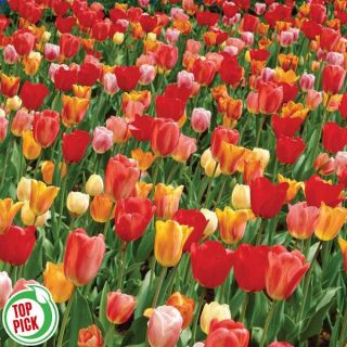 Darwin Tulip Mix Thumbnail